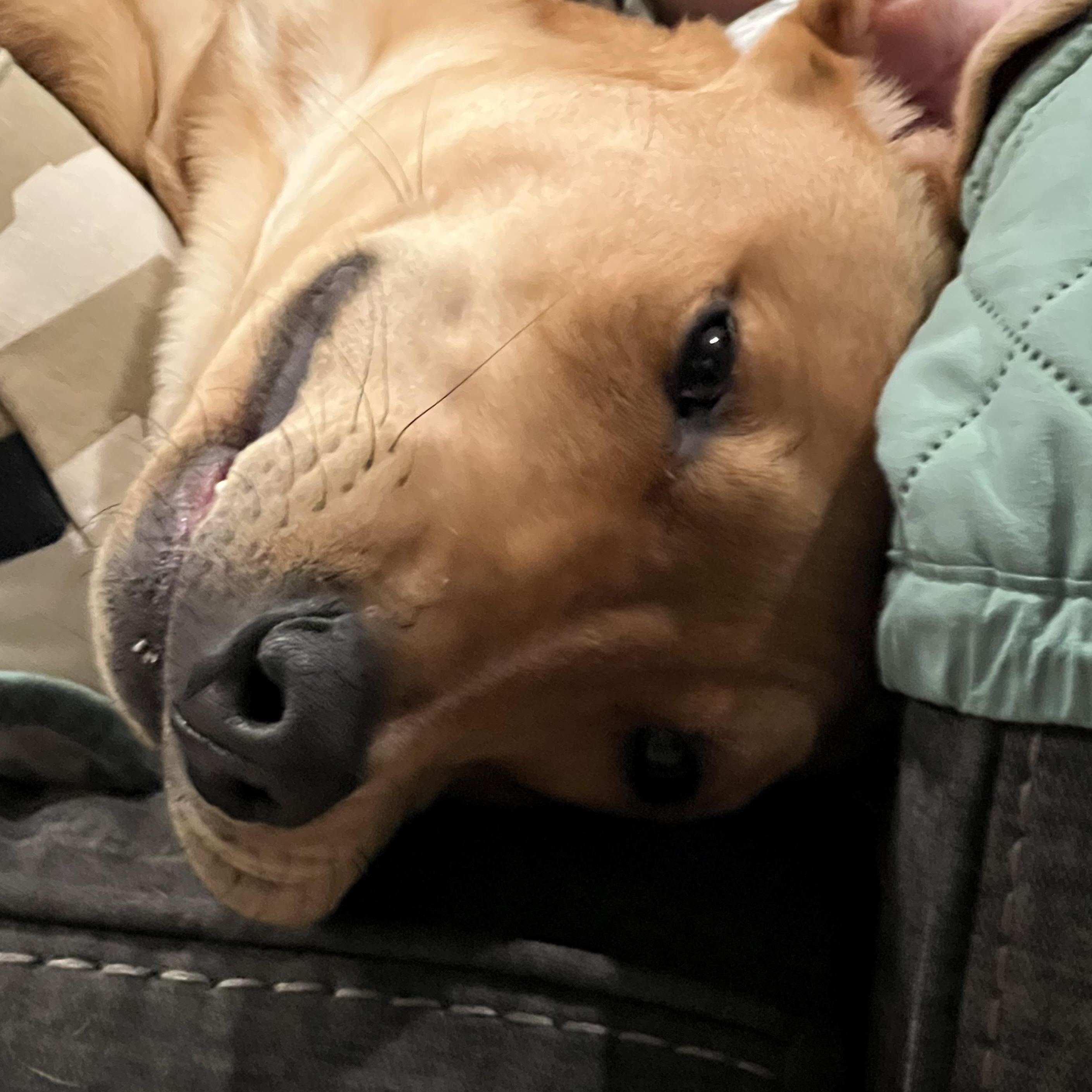 Enlarge Tucker Loyal, an adopted mixed breed in Andover, MA image 5/6