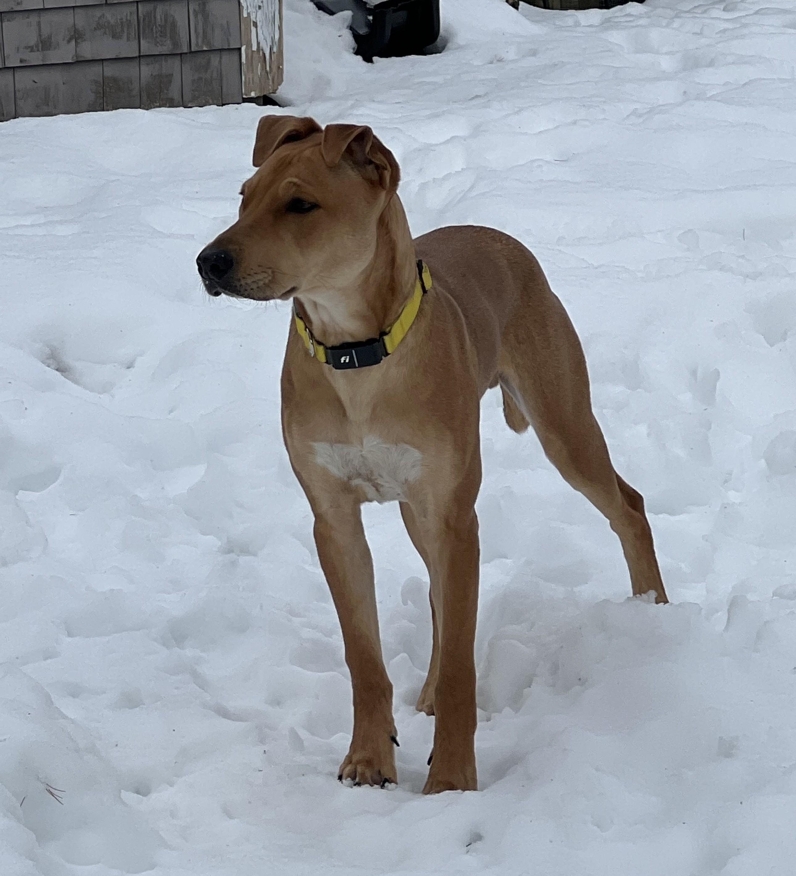 Enlarge Tucker Loyal, an adopted mixed breed in Andover, MA image 2/6