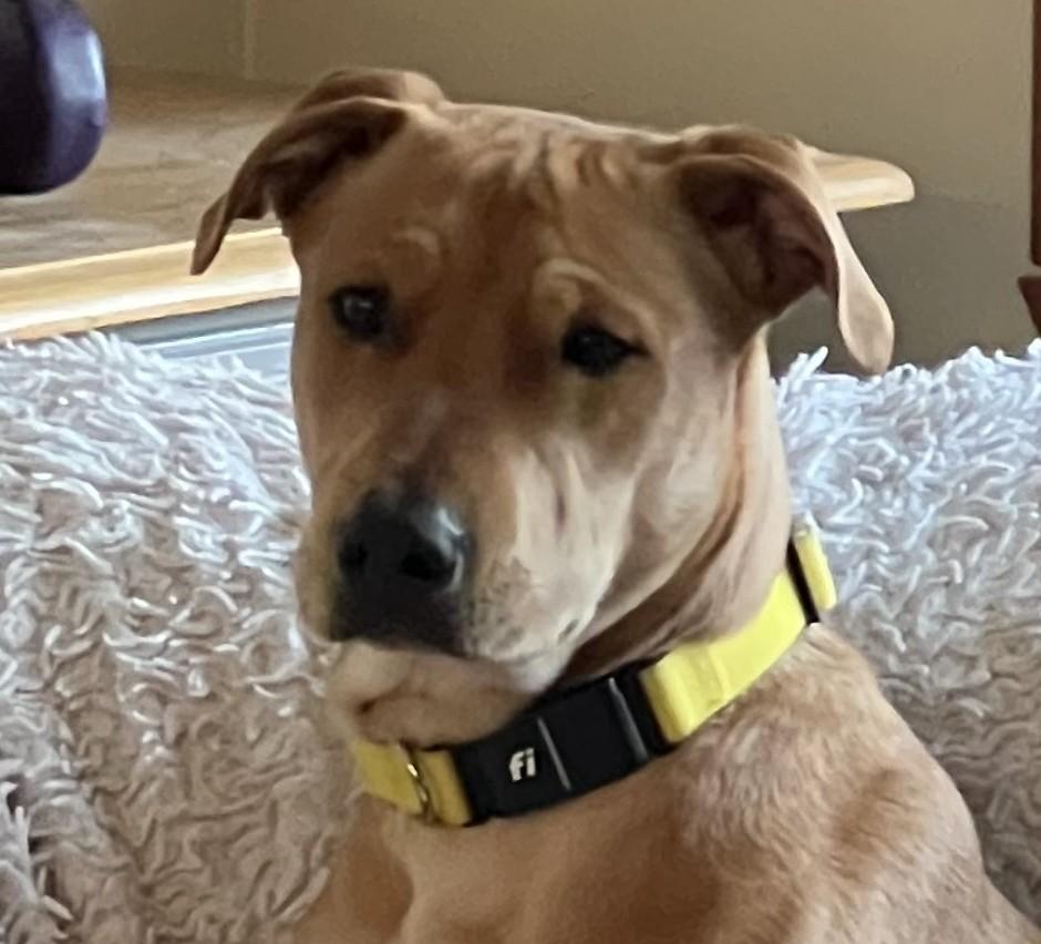 Tucker Loyal, adopted, Young Male Labrador Retriever.