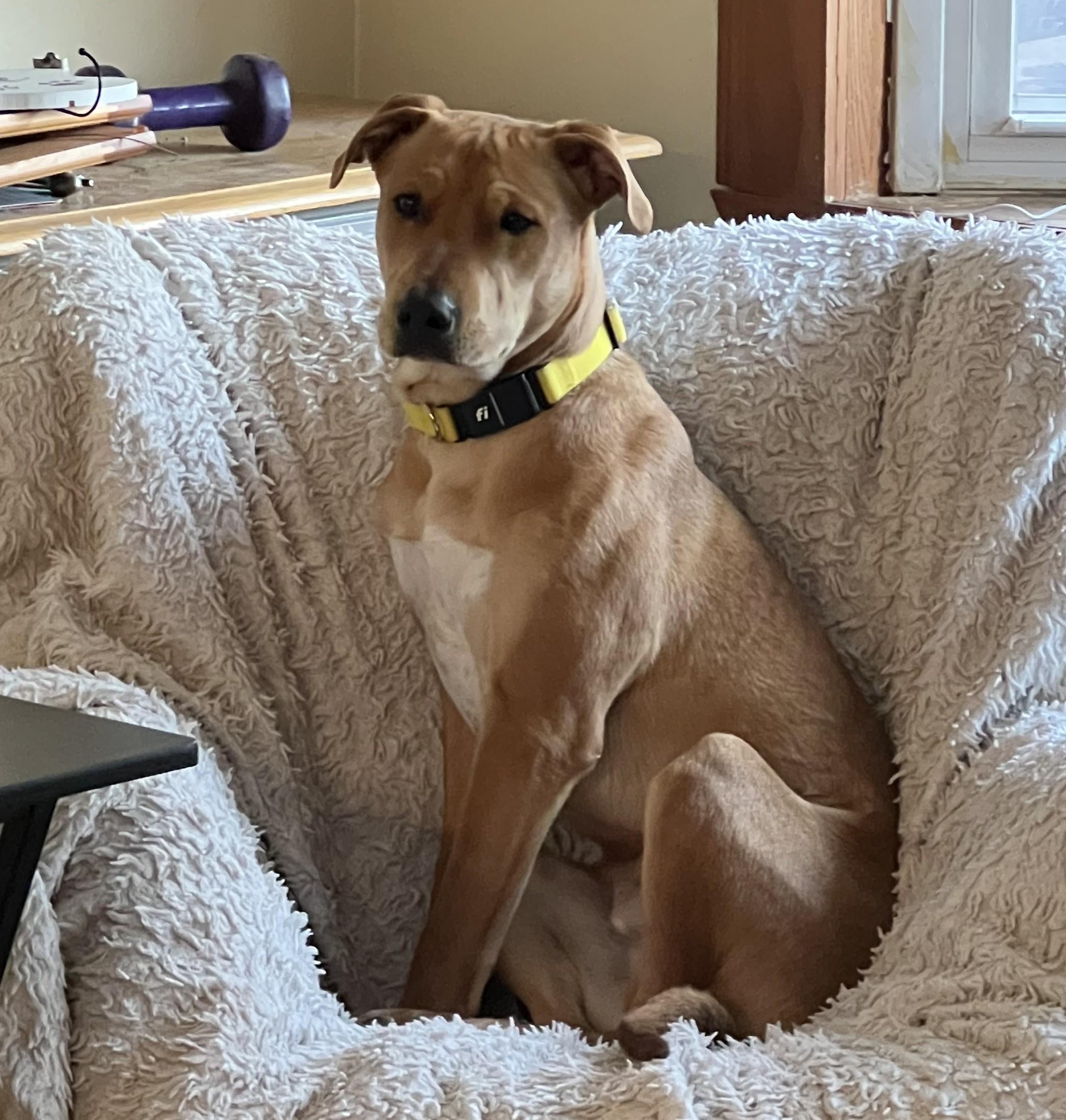 Enlarge Tucker Loyal, an adopted mixed breed in Andover, MA image 4/6