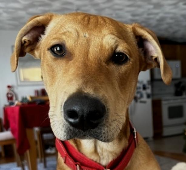 Enlarge Tucker Loyal, an adopted mixed breed in Andover, MA image 3/6