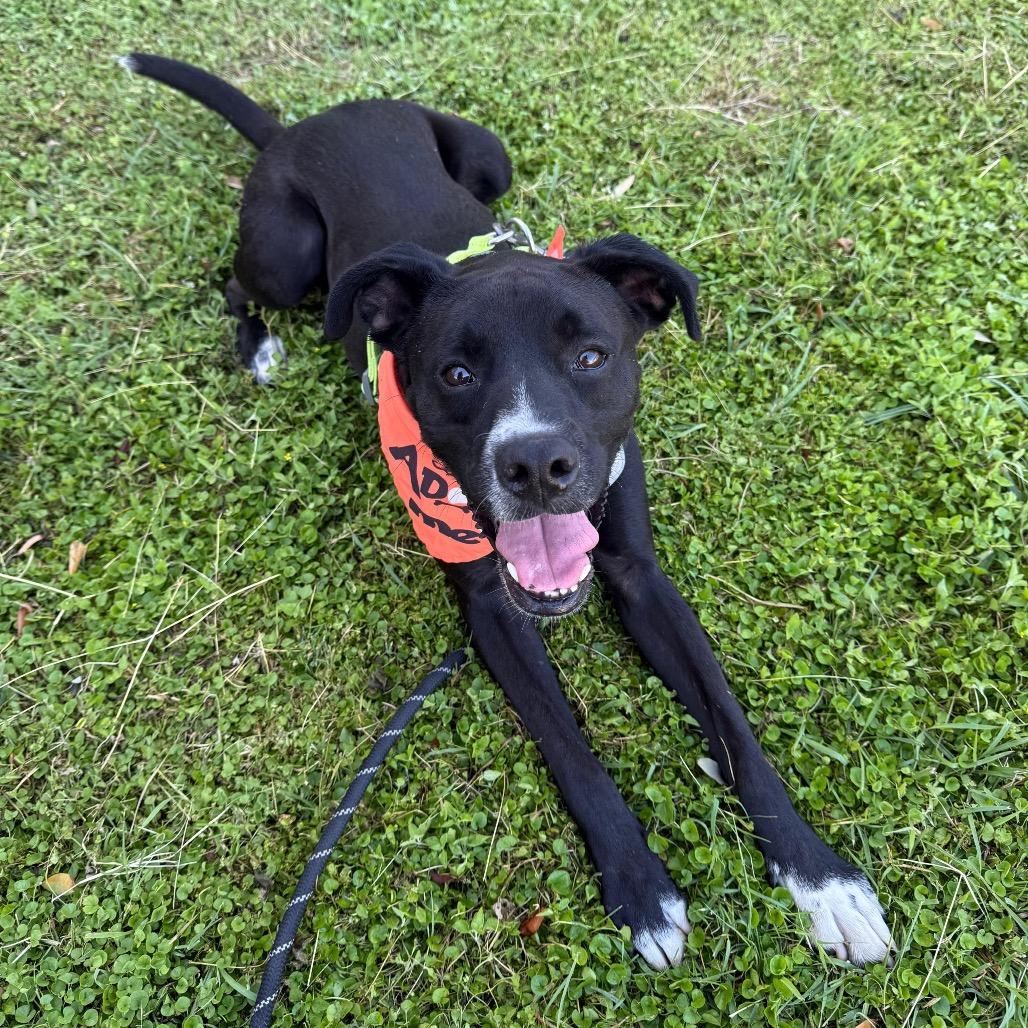 Enlarge Shadow, a Adoptable mixed breed in Laredo, TX image 2/5