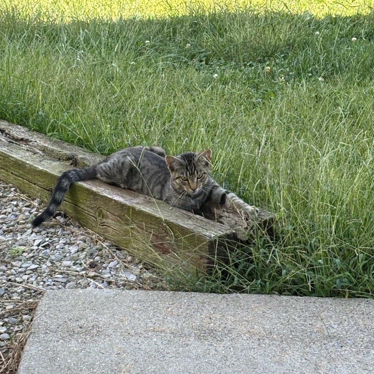 MAX THE SUPER FRIENDLY GREY TABBY, Adoptable, Young Male Tabby & Domestic Short Hair.