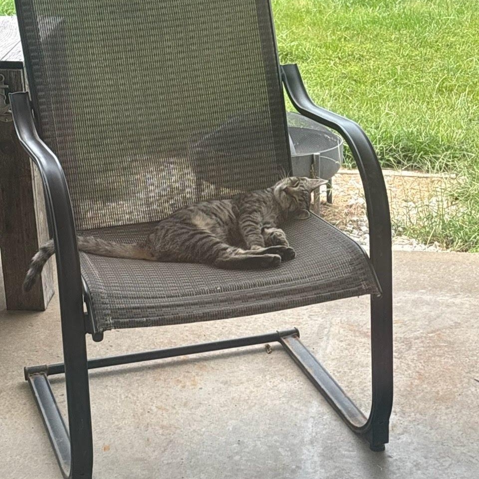 Enlarge MAX THE SUPER FRIENDLY GREY TABBY, a Adoptable mixed breed in Louisville, KY image 4/4
