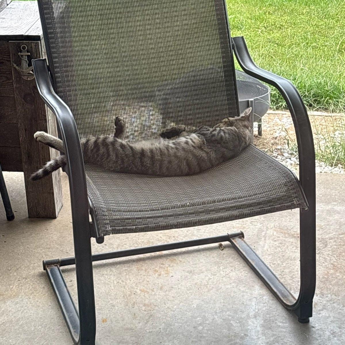 Enlarge MAX THE SUPER FRIENDLY GREY TABBY, a Adoptable mixed breed in Louisville, KY image 3/4