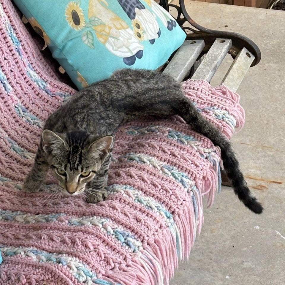 Enlarge MAX THE SUPER FRIENDLY GREY TABBY, a Adoptable mixed breed in Louisville, KY image 2/4