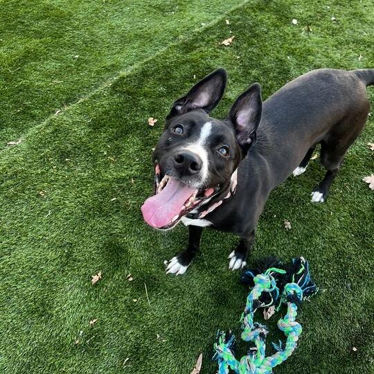 Lilo, Adoptable, Young Female Mixed Breed.