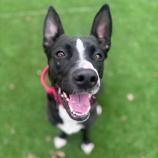 Lilo, a Adoptable Mixed Breed in Davenport, IA image 2/6