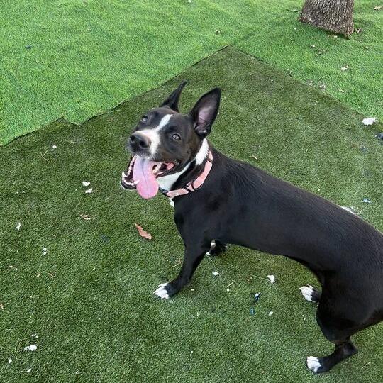 Lilo, a Adoptable Mixed Breed in Davenport, IA image 3/6