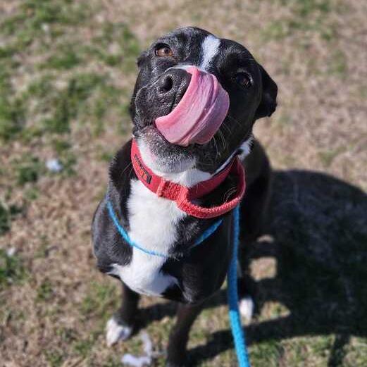 Lilo, a Adoptable Mixed Breed in Davenport, IA image 5/6