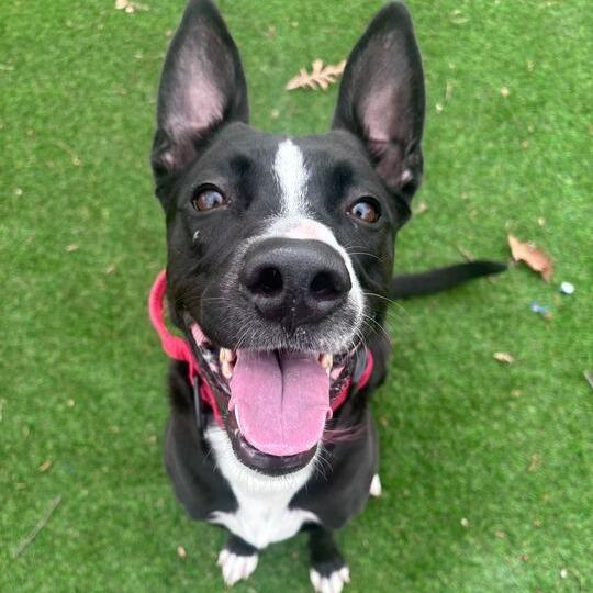 Lilo, a Adoptable Mixed Breed in Davenport, IA image 6/6