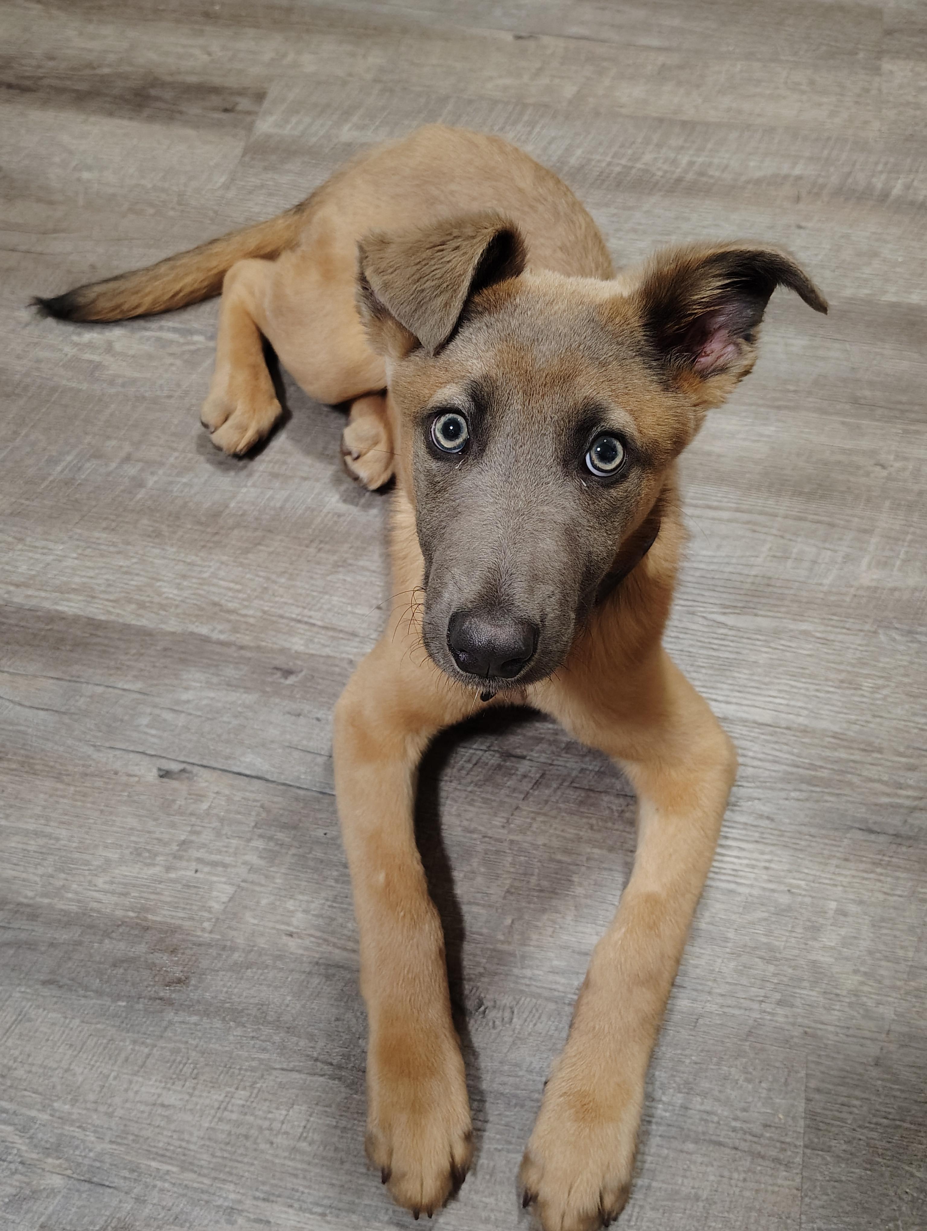 Azul, Adoptable, Puppy Female Belgian Shepherd / Malinois.