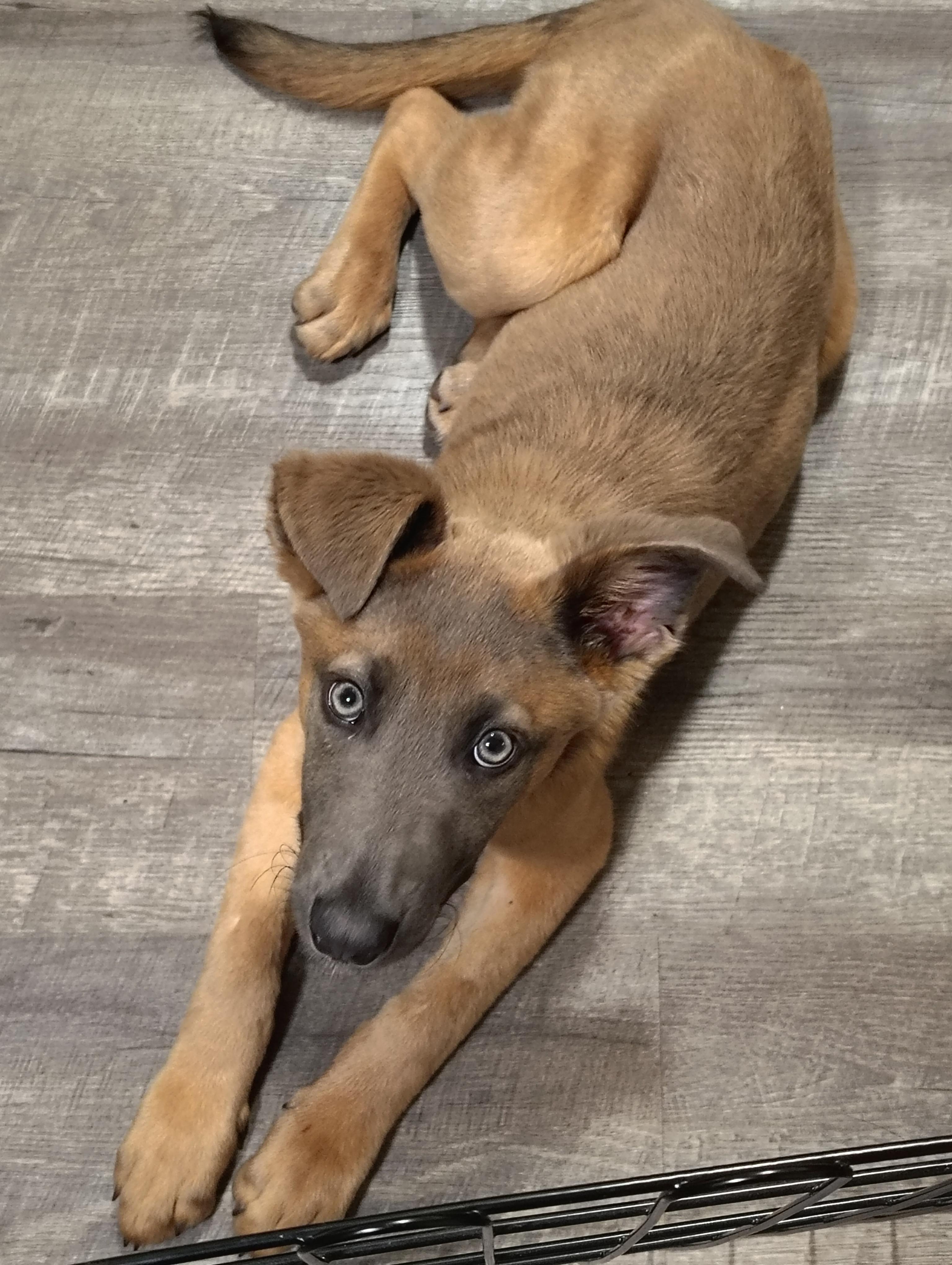 Enlarge Azul, a Adoptable Belgian Shepherd / Malinois in Vancouver, WA image 2/5