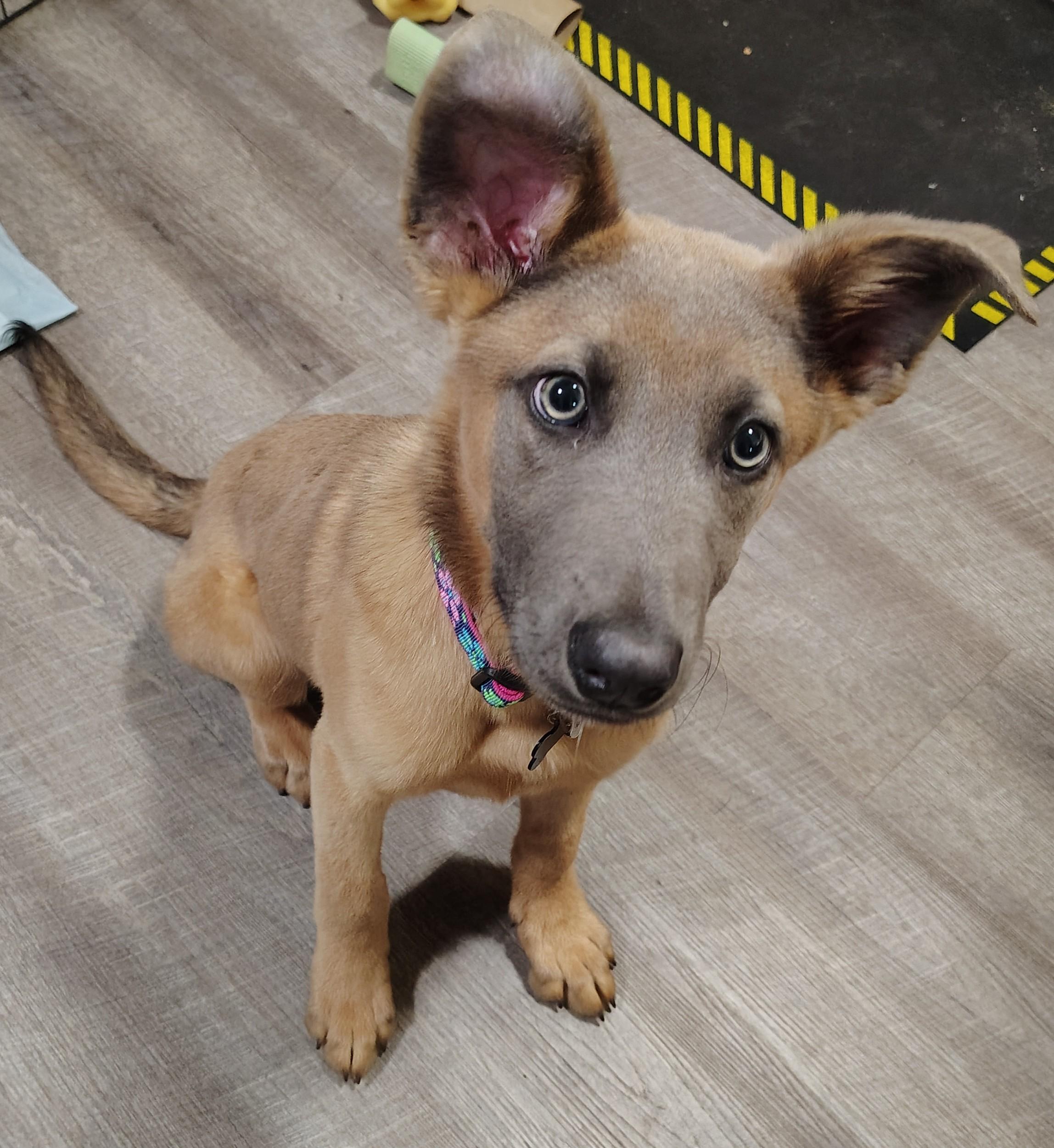 Enlarge Azul, a Adoptable Belgian Shepherd / Malinois in Vancouver, WA image 3/5