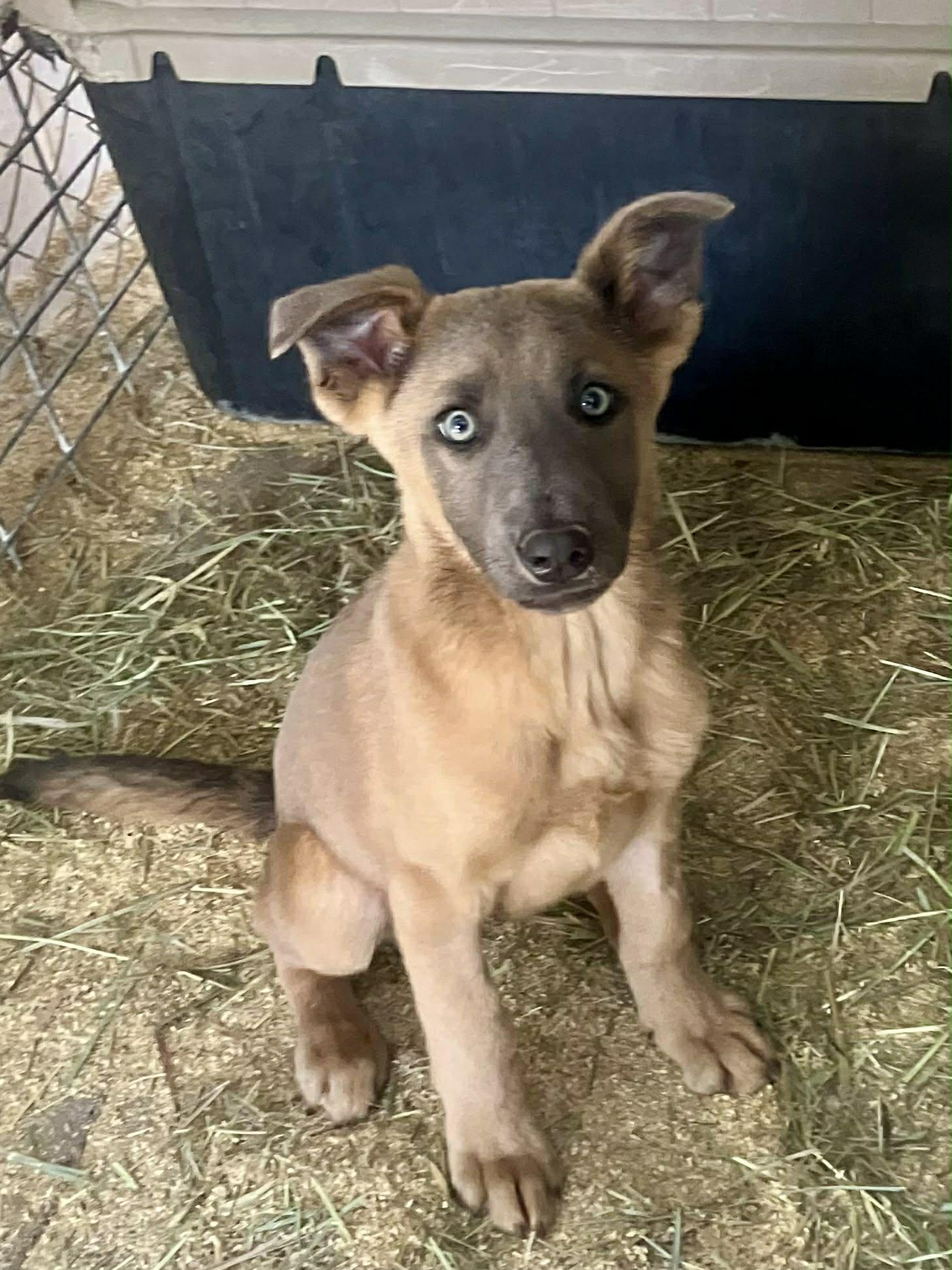 Enlarge Azul, a Adoptable Belgian Shepherd / Malinois in Vancouver, WA image 4/5