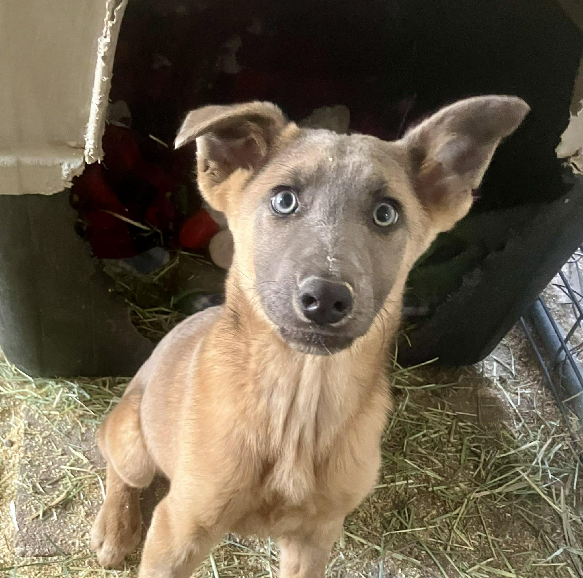 Enlarge Azul, a Adoptable Belgian Shepherd / Malinois in Vancouver, WA image 5/5