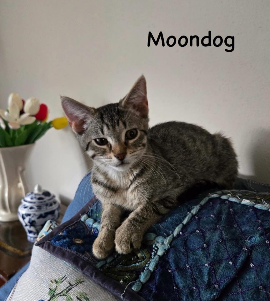 Moondog, Baby Male unknown