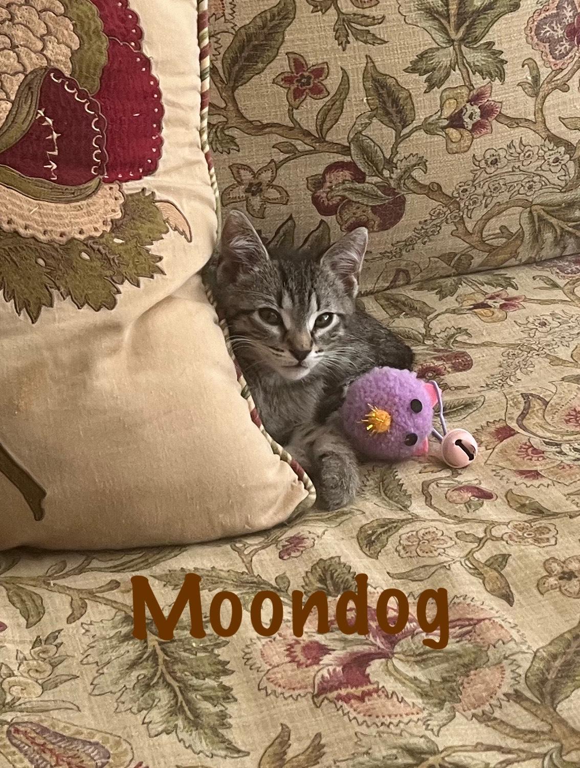 Moondog photo 4