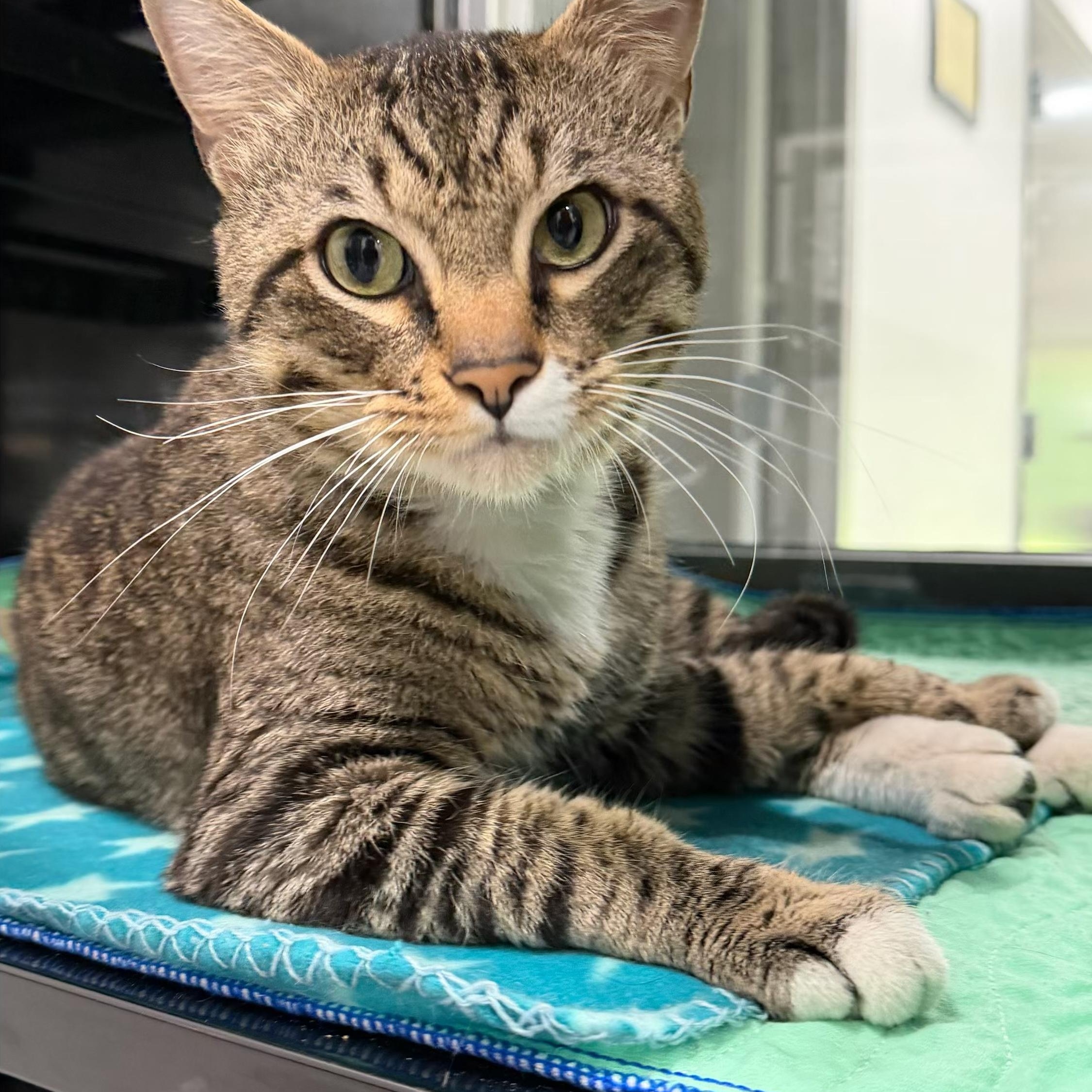Enlarge Brounswick, a Adoptable Domestic Short Hair in Sherman, TX image 1/2