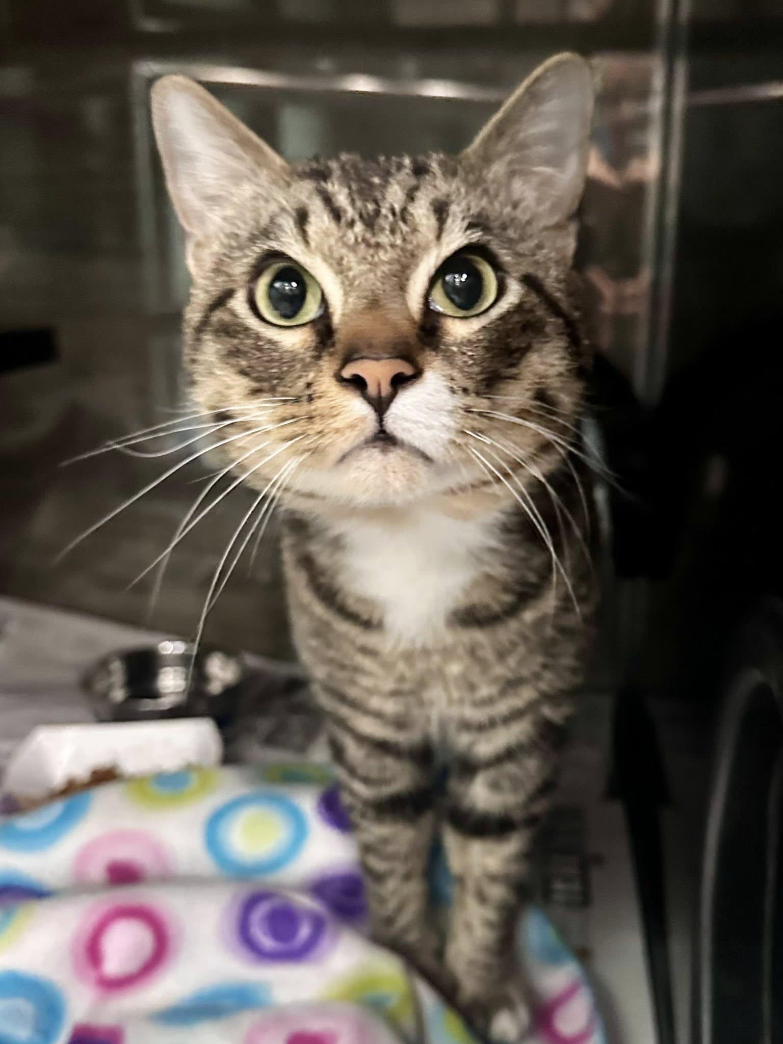 Enlarge Brounswick, a Adoptable Domestic Short Hair in Sherman, TX image 2/2