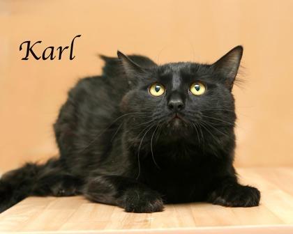 Enlarge Karl, a Adoptable mixed breed in Parma, OH image 1/1