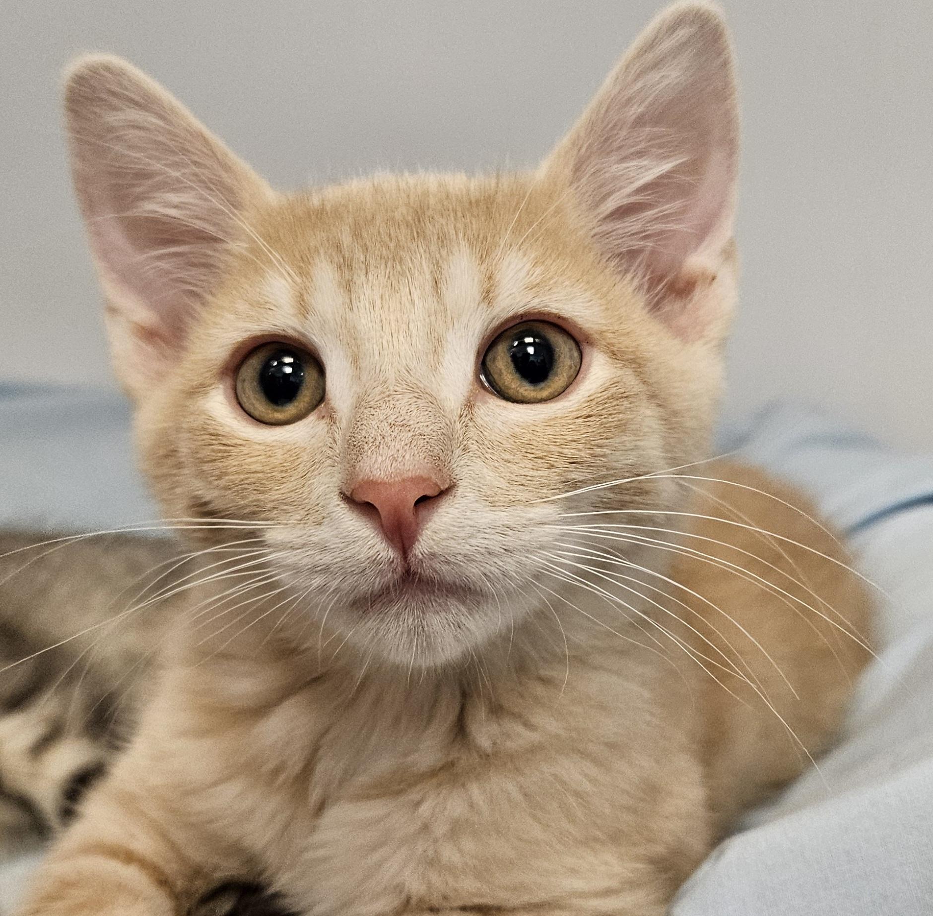 Mushu, ADOPTABLE, Young Male Domestic Short Hair.