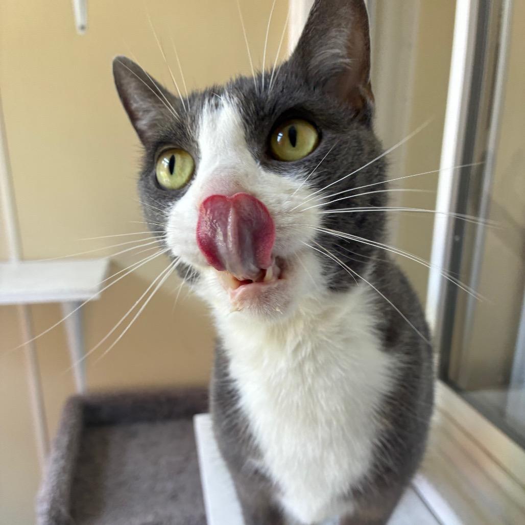Enlarge Aether, a Adoptable American Shorthair in Danville, KY image 1/6