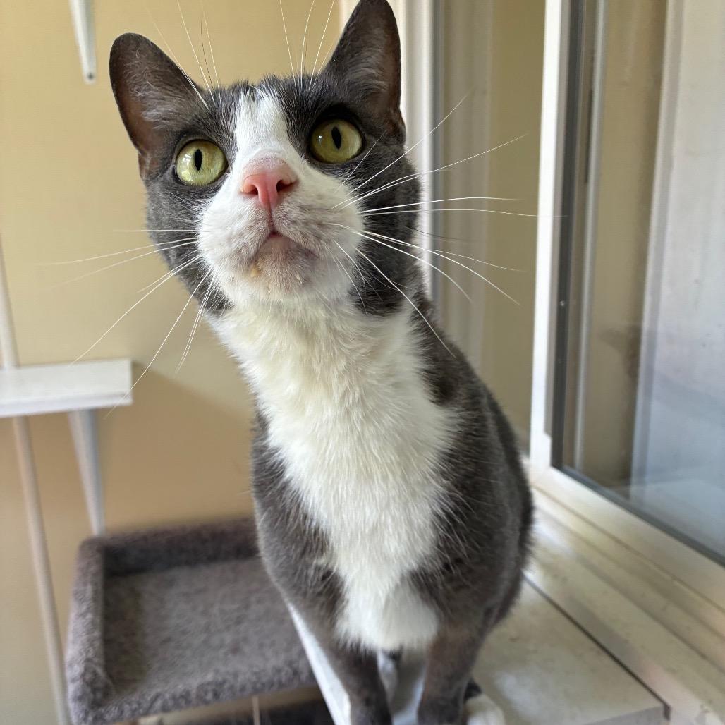 Enlarge Aether, a Adoptable American Shorthair in Danville, KY image 3/6