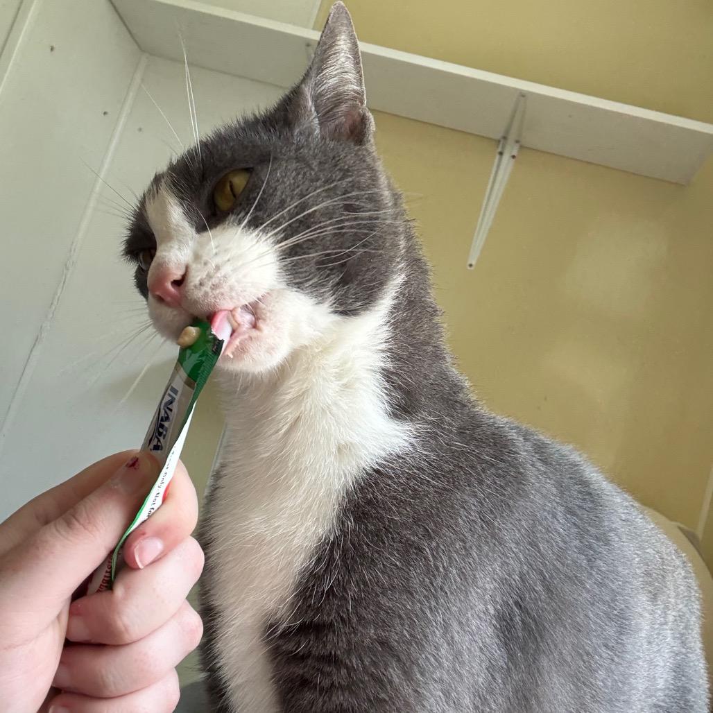 Enlarge Aether, a Adoptable American Shorthair in Danville, KY image 5/6