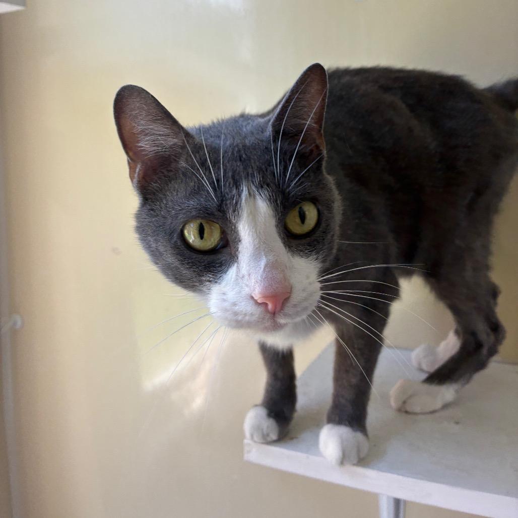 Enlarge Aether, a Adoptable American Shorthair in Danville, KY image 6/6