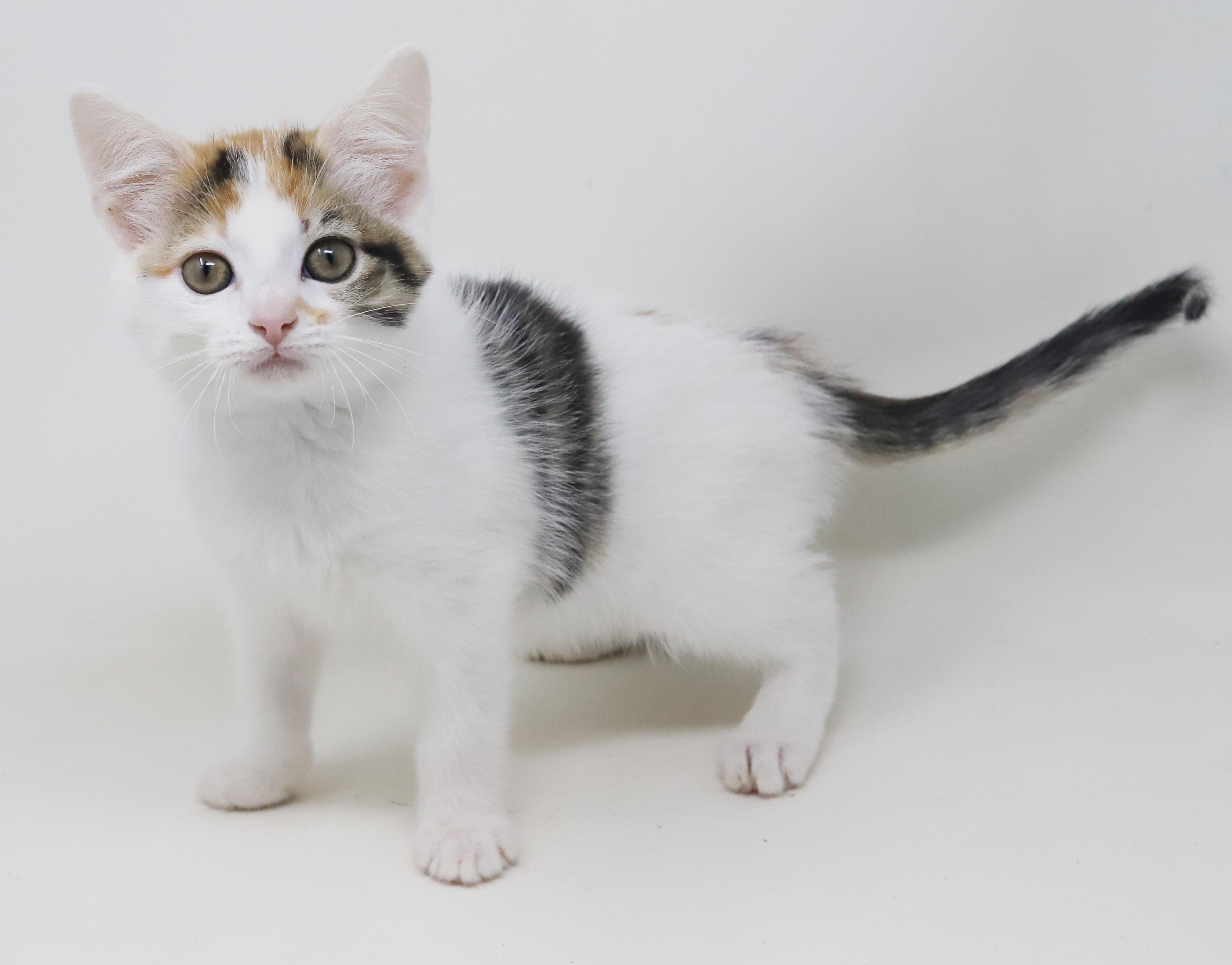 Monkey Simply Magic!  thumbnail 2