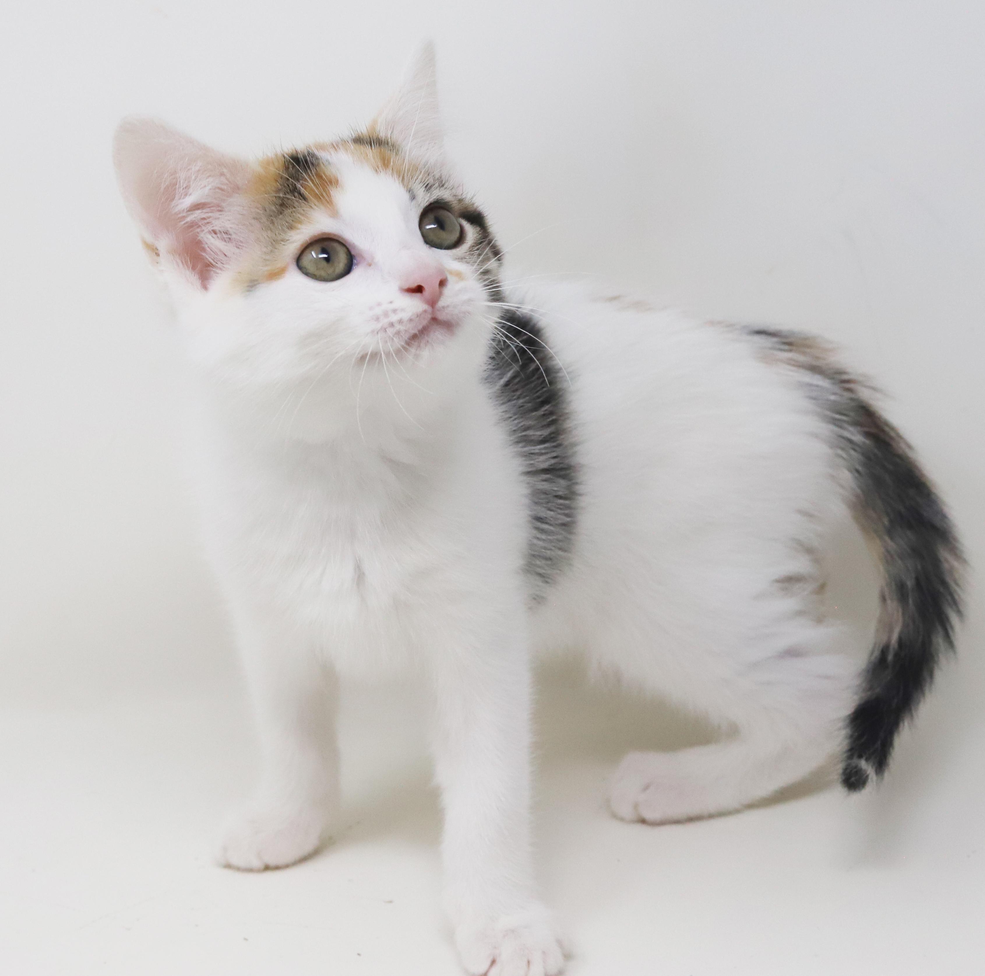 Monkey Simply Magic!  thumbnail 3