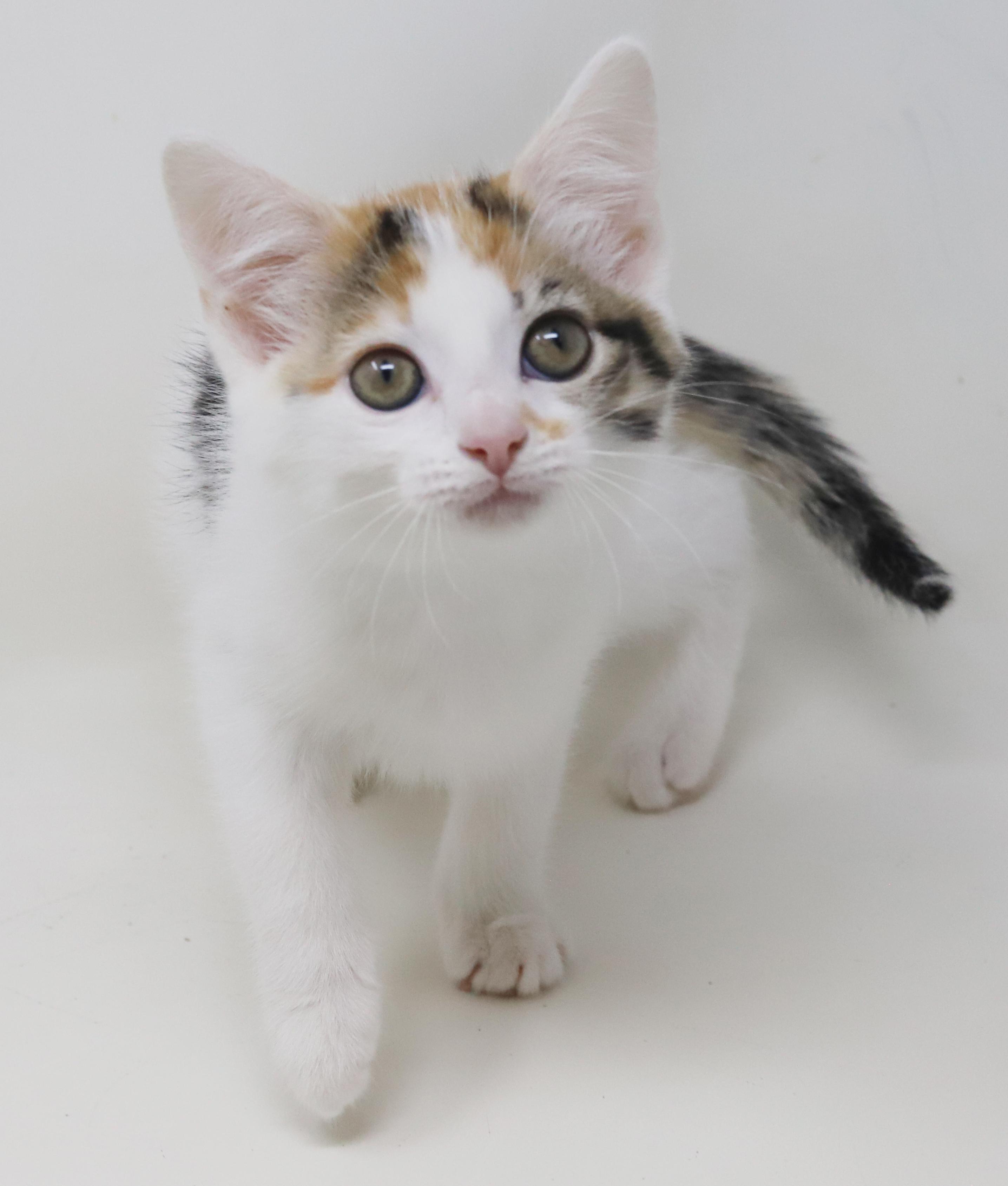 Monkey Simply Magic!  thumbnail 4