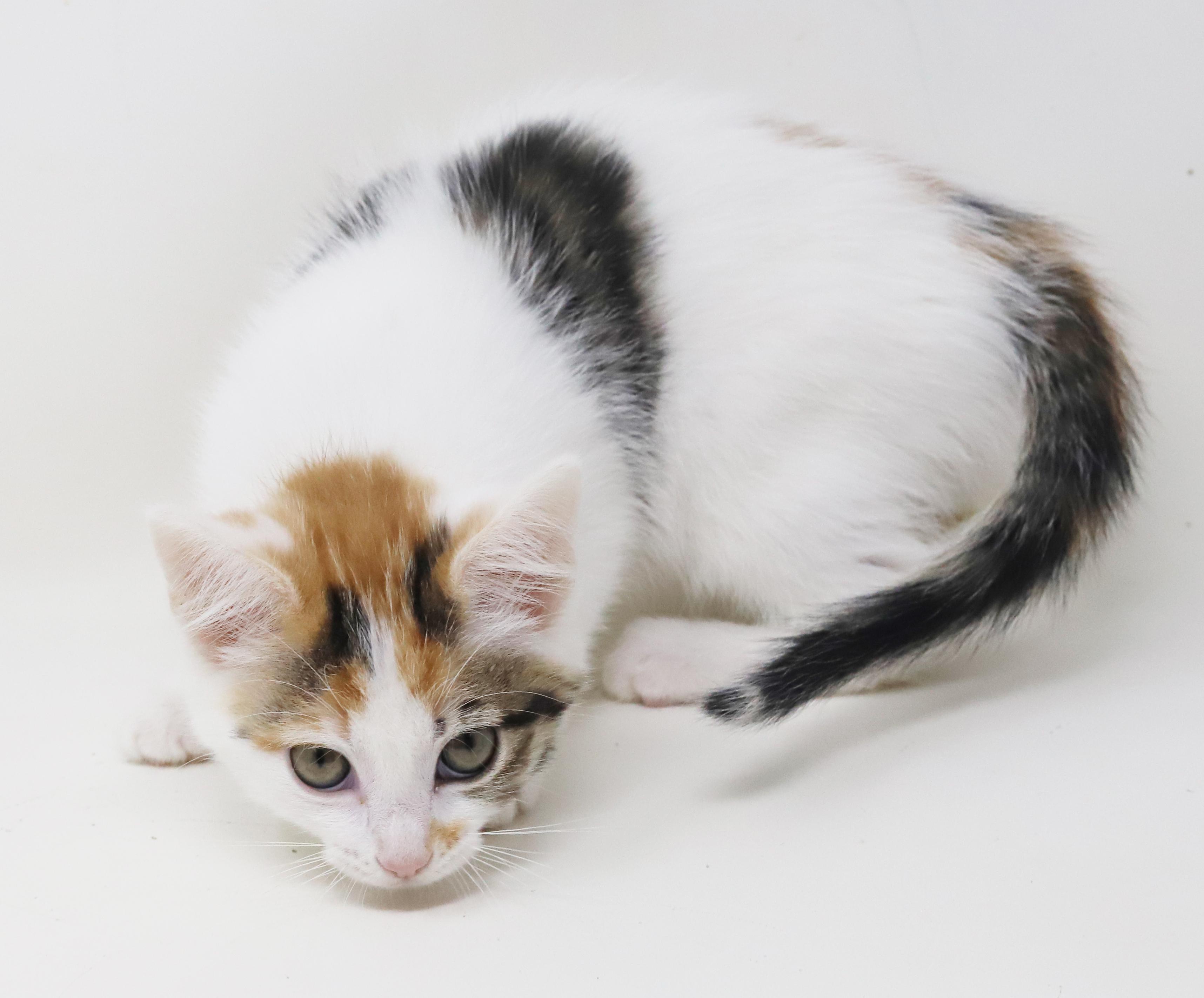 Monkey Simply Magic!  thumbnail 5