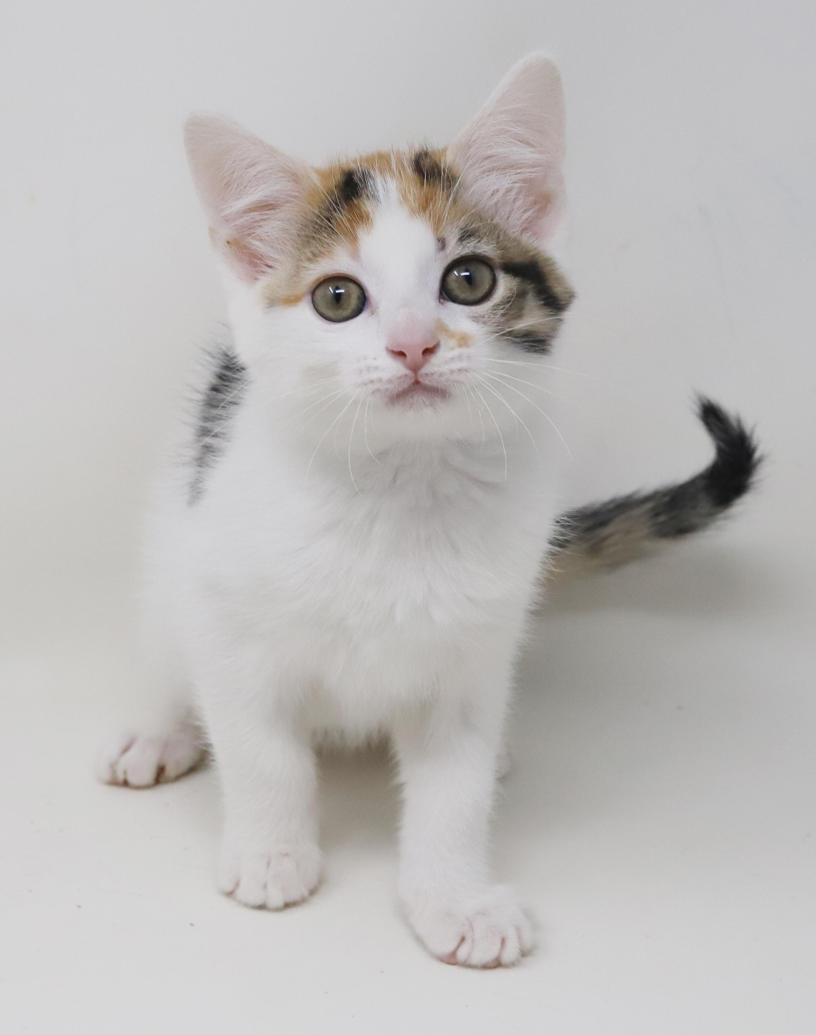 Monkey Simply Magic!  thumbnail 6