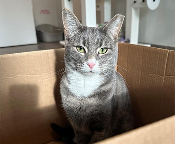 Princess Peaches, Adoptable, Adult Female Domestic Short Hair.