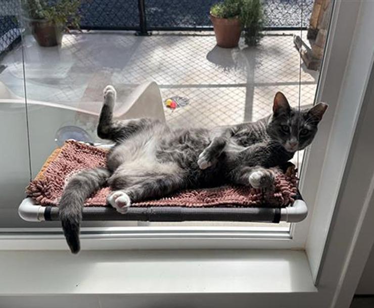 Bowser, a Adoptable mixed breed in Sultan, WA image 2/5