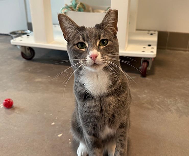 Bowser, a Adoptable mixed breed in Sultan, WA image 3/5