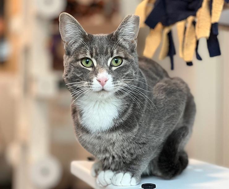 Bowser, a Adoptable mixed breed in Sultan, WA image 4/5