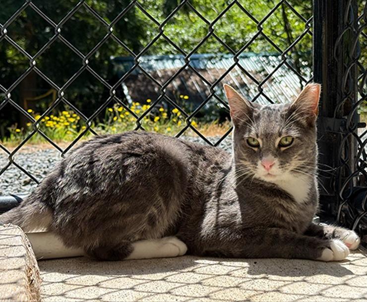 Bowser, a Adoptable mixed breed in Sultan, WA image 5/5