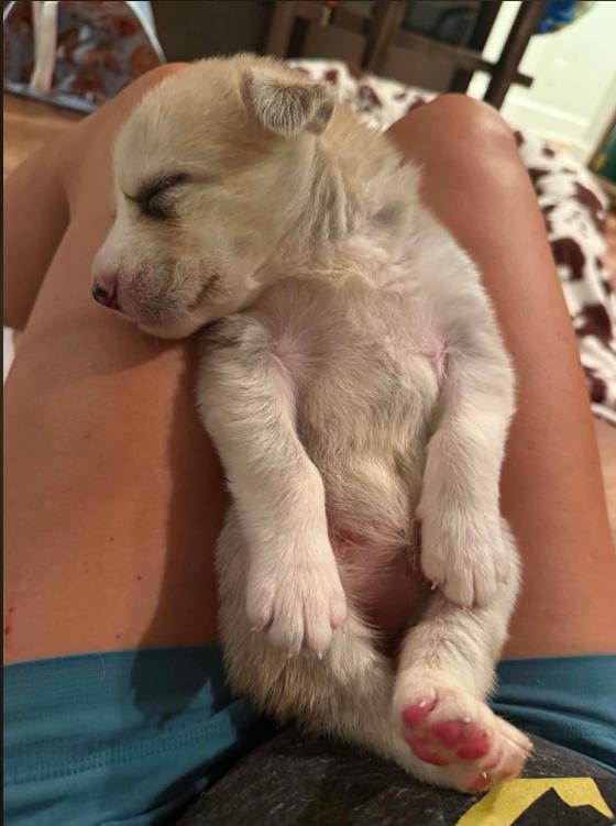 Marren, an adopted mixed breed in Eutawville, SC image 5/6