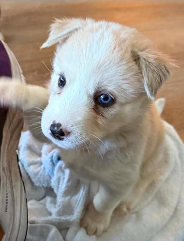 Marren, an adopted mixed breed in Eutawville, SC image 3/6