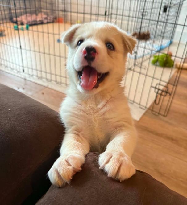 Marren, adopted, Puppy Female Mixed Breed.