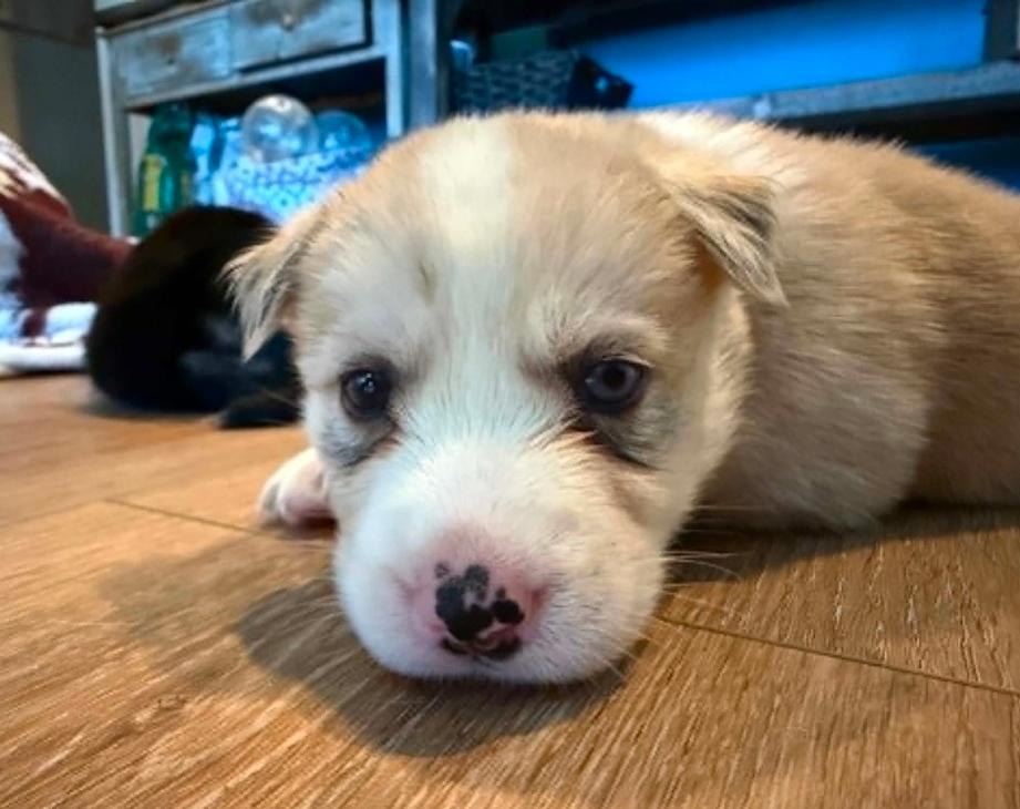 Marren, an adopted mixed breed in Eutawville, SC image 6/6