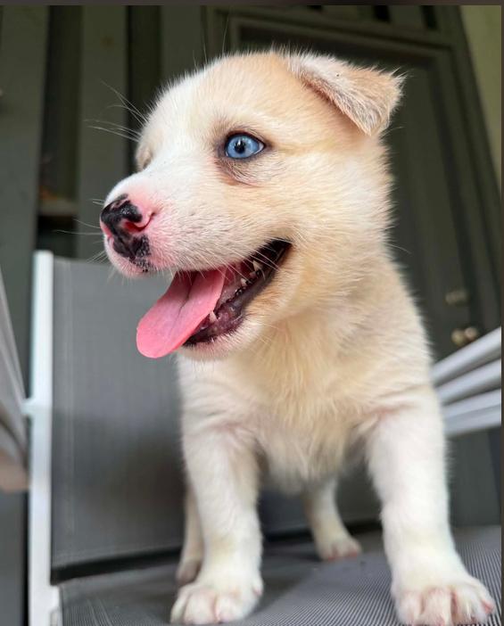 Marren, an adopted mixed breed in Eutawville, SC image 2/6