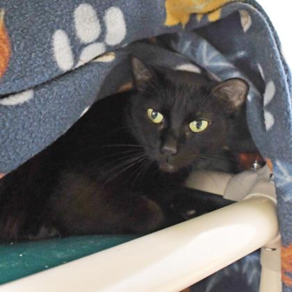 Enlarge Koi, a Adoptable mixed breed in Scotia, NY image 2/3