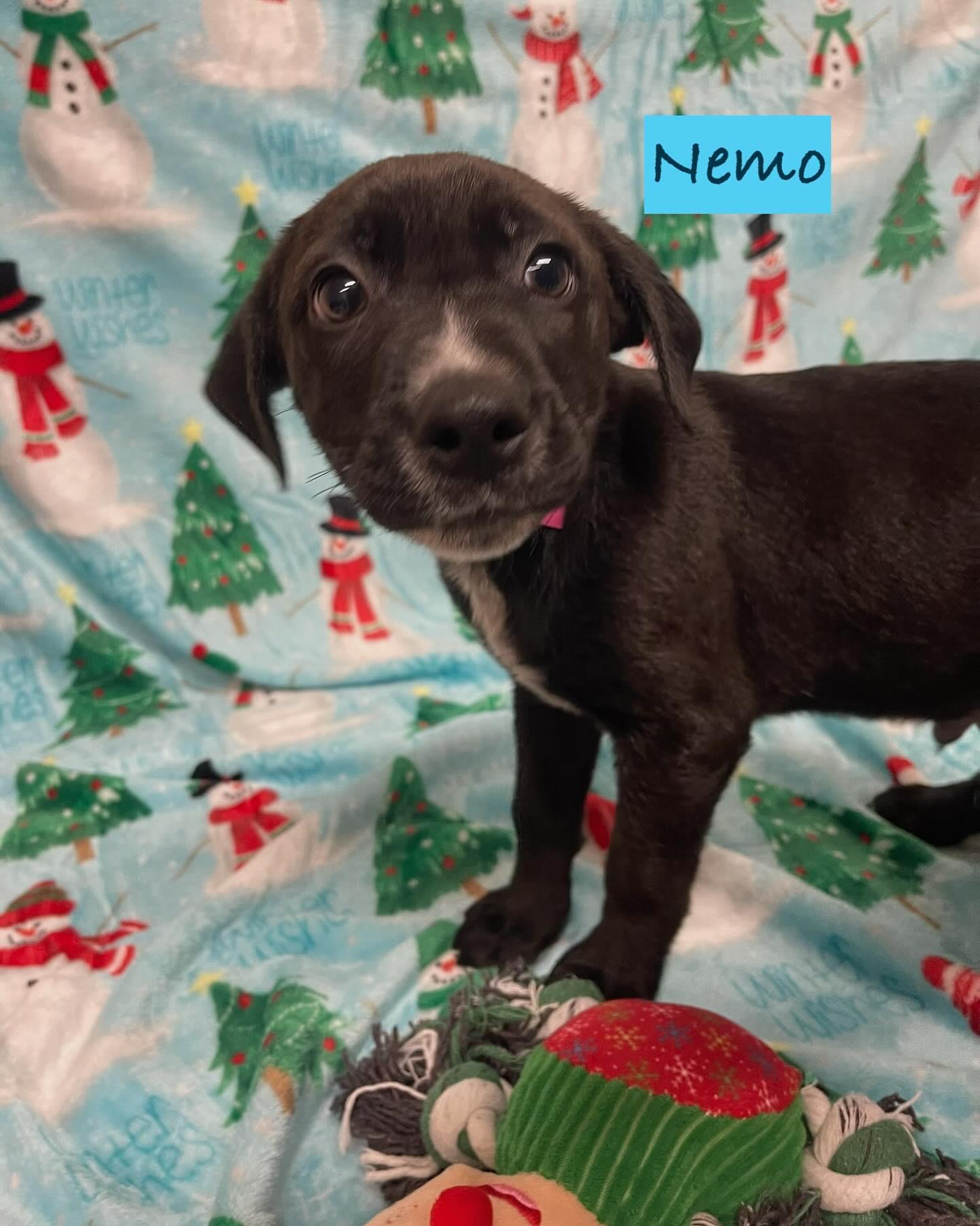 Nemo, Adoptable, Puppy Male Mixed Breed.