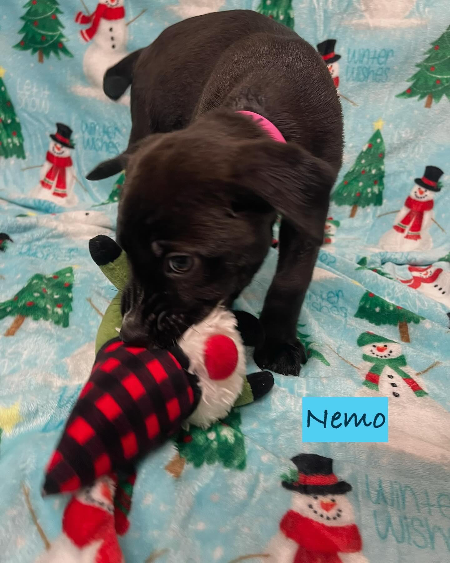 Enlarge Nemo, a Adoptable Mixed Breed in Rock Hill, NY image 2/2