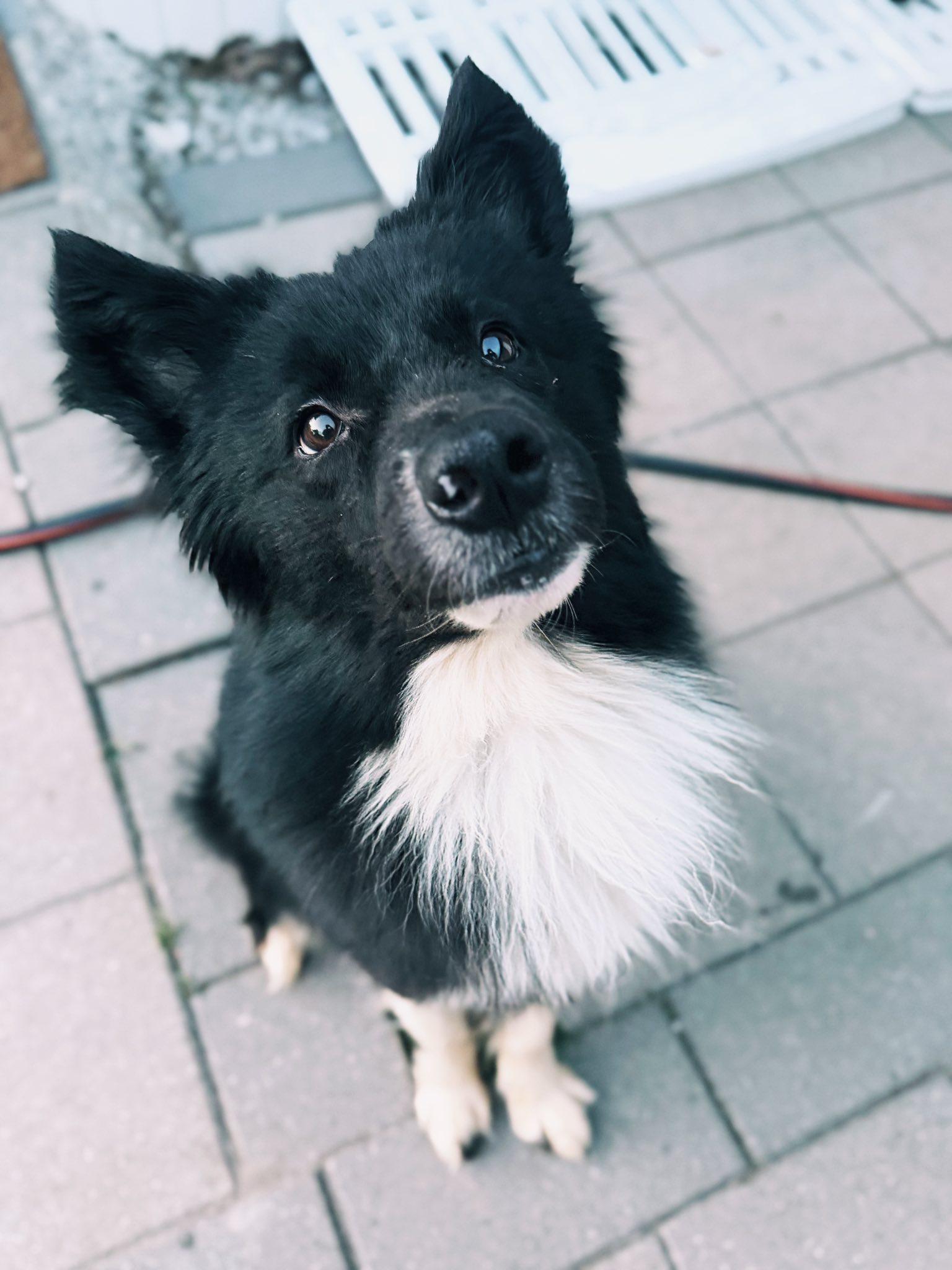 Riggs, Adoptable, Adult Male Border Collie.