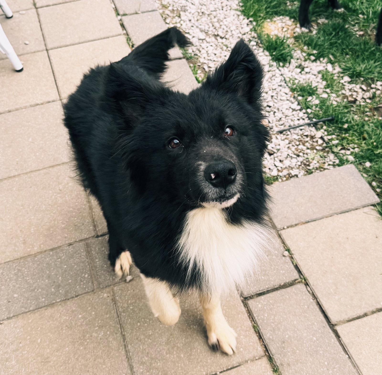 Enlarge Riggs, a Adoptable Border Collie in Akron, OH image 2/2